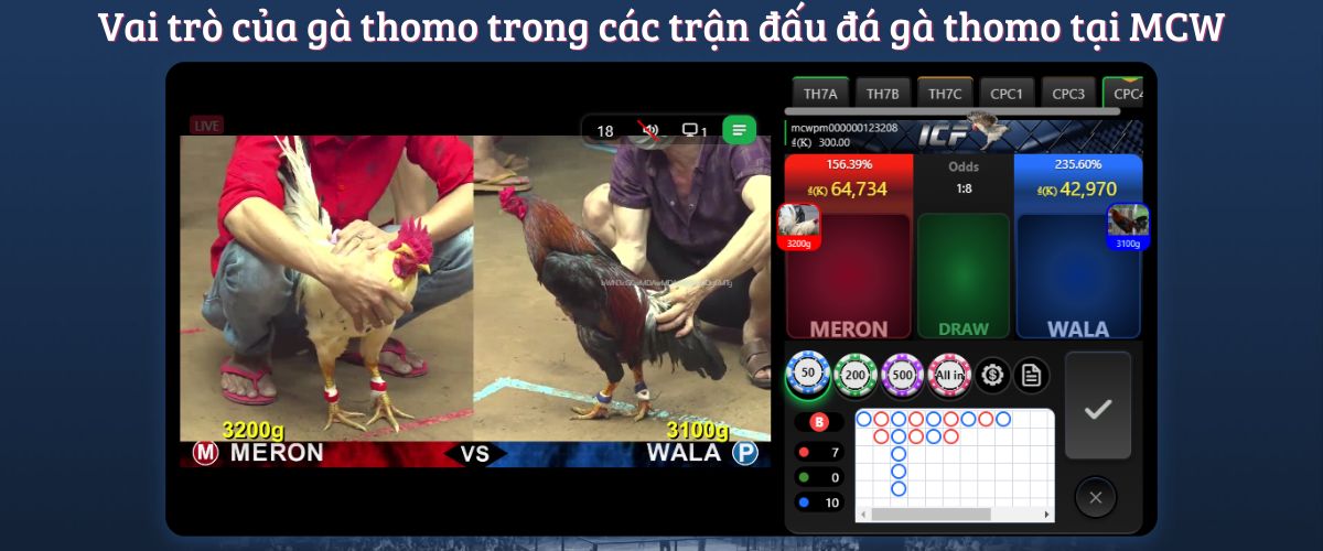 Vai trò của gà thomo trong các trận đấu đá gà thomo tại MCW