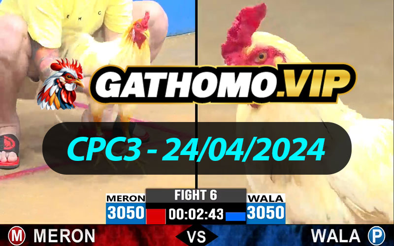 ĐÁ GÀ THOMO CPC3 NGÀY 24/04/2024