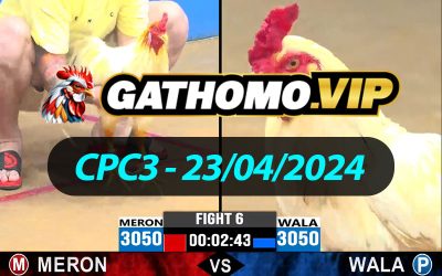 ĐÁ GÀ THOMO CPC3 NGÀY 23/04/2024