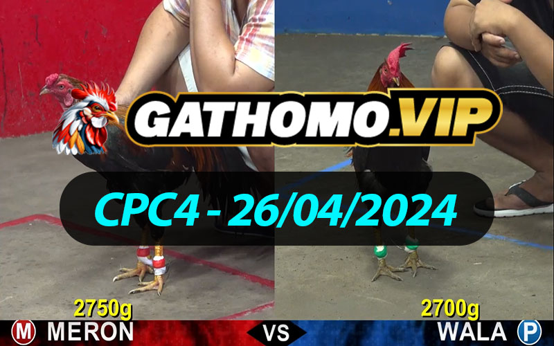 ĐÁ GÀ THOMO CPC4 NGÀY 26/04/2024