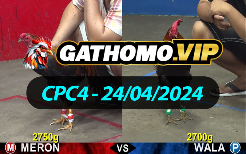 ĐÁ GÀ THOMO CPC4 NGÀY 24/04/2024