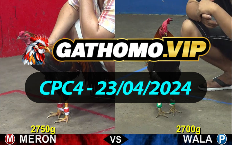 ĐÁ GÀ THOMO CPC4 NGÀY 23/04/2024