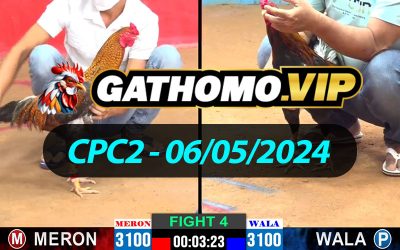 ĐÁ GÀ THOMO CPC2 NGÀY 06/05/2024