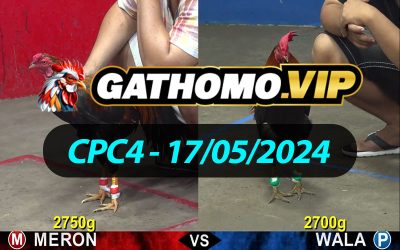 ĐÁ GÀ THOMO CPC4 NGÀY 17/05/2024