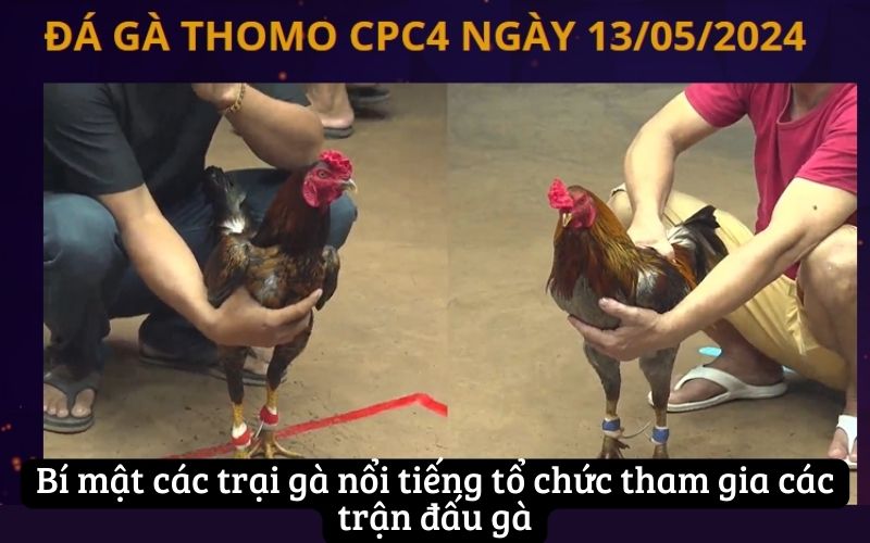 Khám Phá Bí Mật Các Trại Gà Nổi Tiếng Cùng MCW