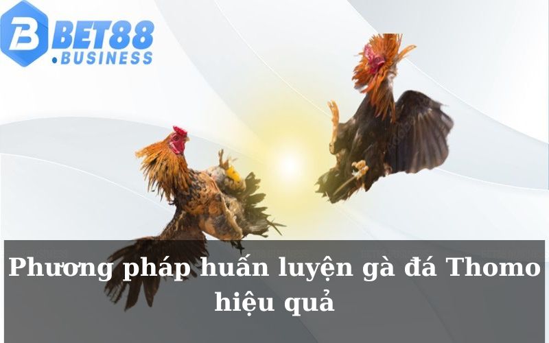 Cách huấn luyện gà đá Thomo chuyên nghiệp tại nhà cái MCW