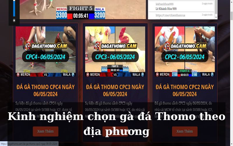 Bí quyết chọn gà chiến cho các trận gà đá Thomo tại nhà cái MCW