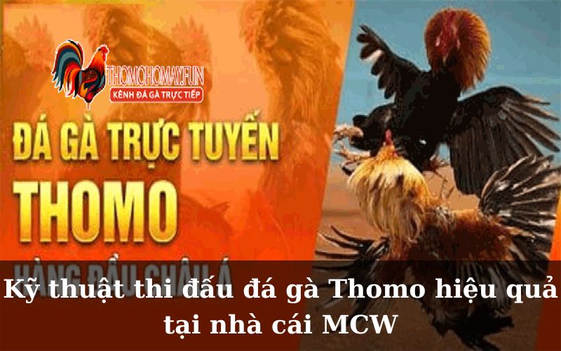 Kỹ thuật thi đấu đá gà Thomo hiệu quả tại nhà cái MCW