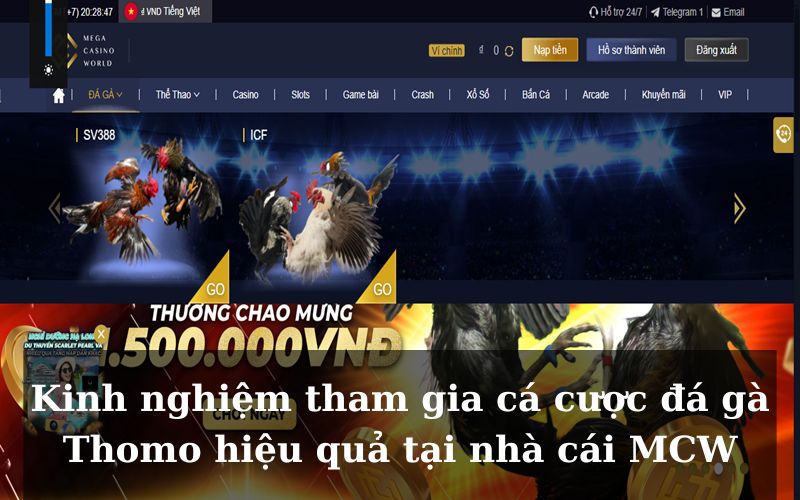 Kinh nghiệm tham gia cá cược đá gà Thomo hiệu quả tại nhà cái MCW