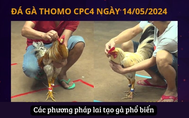 Khám Phá Các Kỹ Thuật Lai Tạo Gà Hiệu Quả Cùng MCW