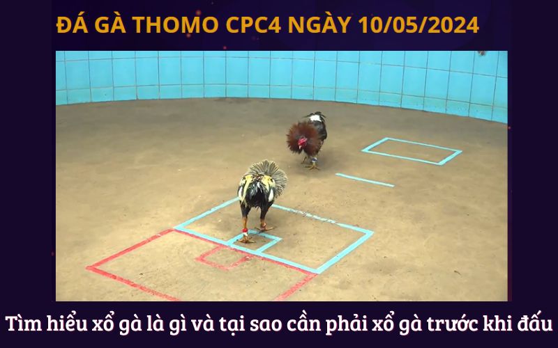 Kỹ Thuật Xổ Gà - Đòn Nào Hạ Gục Đối Thủ?