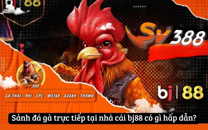 Xem Đá Gà Thomo Tại Nhà Cái BJ88 Độc Đáo và Thú Vị