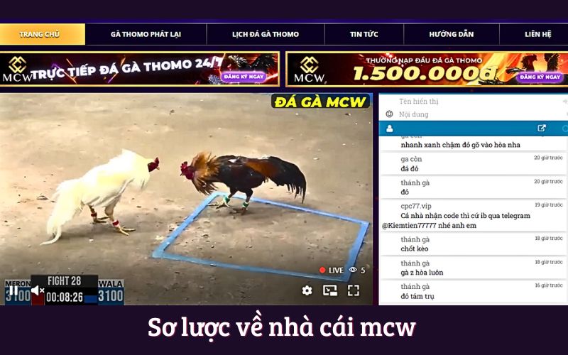 Nhà Cái Mcw - Trải Nghiệm Đỉnh Cao Với Đá Gà Trực Tiếp