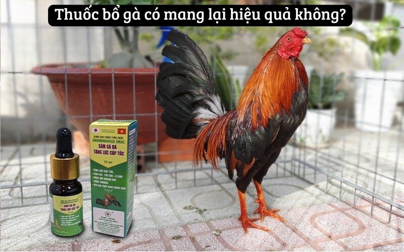 Tổng Hợp Các Loại Thuốc Bổ Cho Gà Đá Cùng MCW