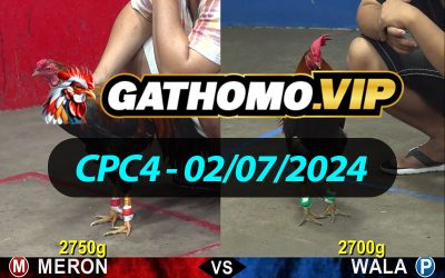 ĐÁ GÀ THOMO CPC4 NGÀY 02/07/2024