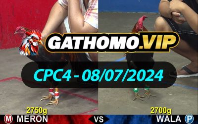 ĐÁ GÀ THOMO CPC4 NGÀY 08/07/2024