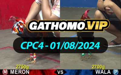 ĐÁ GÀ THOMO CPC4 NGÀY 01/08/2024