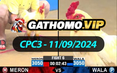 ĐÁ GÀ THOMO CPC3 NGÀY 11/09/2024