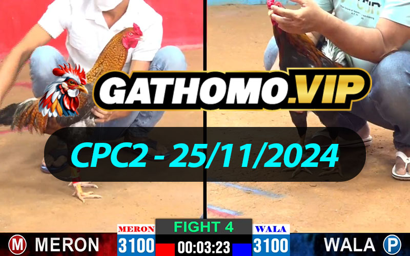 ĐÁ GÀ THOMO CPC2 NGÀY 25/11/2024