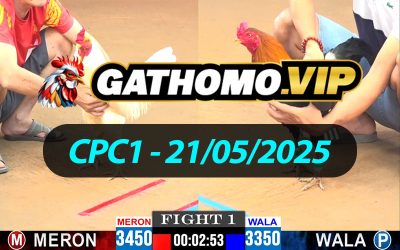 ĐÁ GÀ THOMO CPC1 NGÀY 21/05/2025